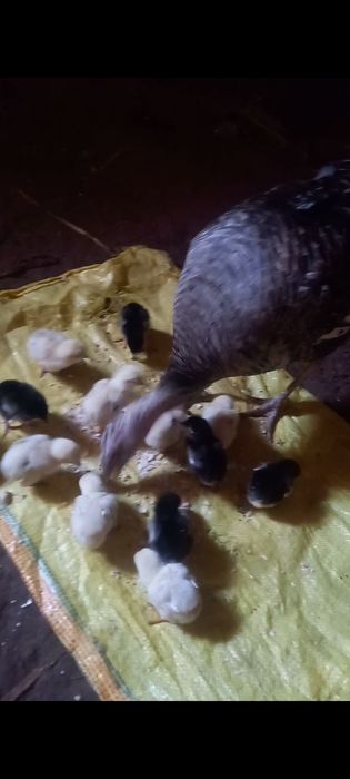 Яхши зот дакан  жожалар  индук  енаси билан сотилади оптим 14 та жожа