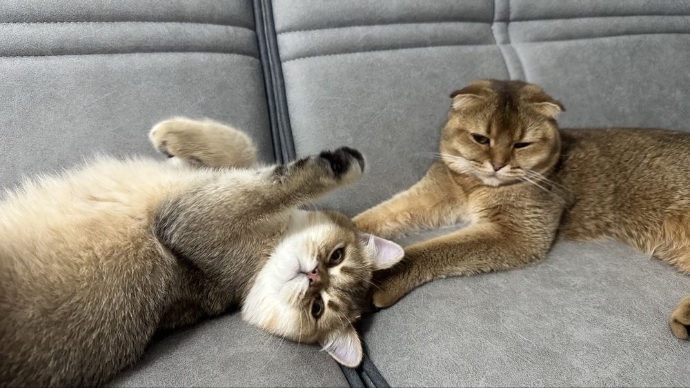 Вязка Кот Скотиш Страйт Золотая шиншила