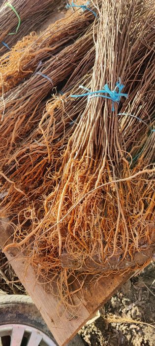 Puieți de salcâm cu creșterea dublă