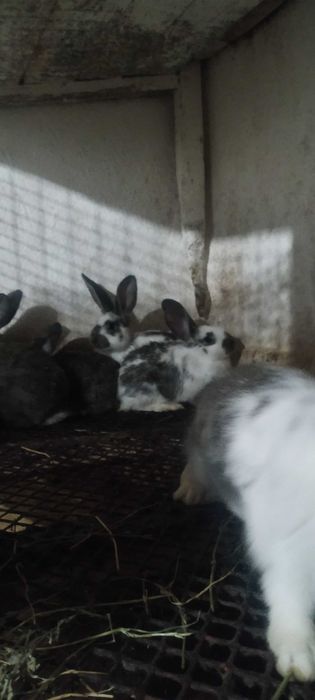 Мъжки и Женски зайци . Кръстосани