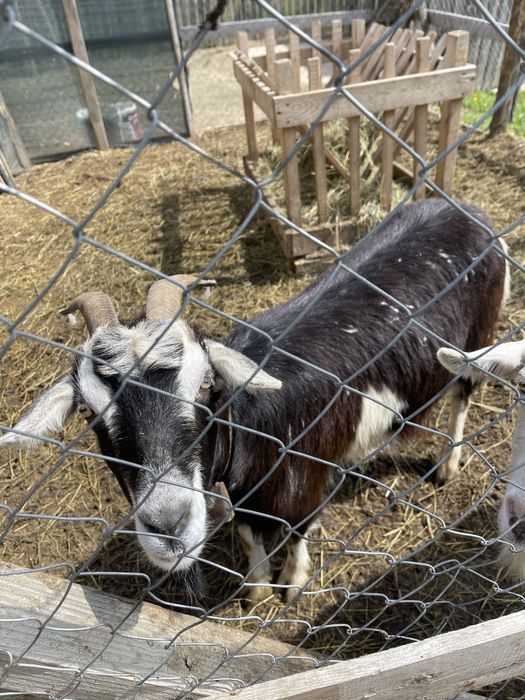 Capre de vanzare , una a făta  mai multe detalii la telefon