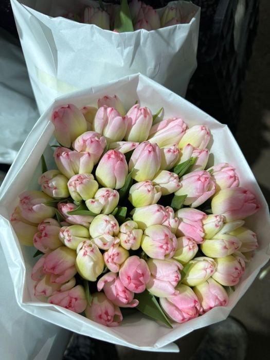 Тюльпаны оптом с теплицы