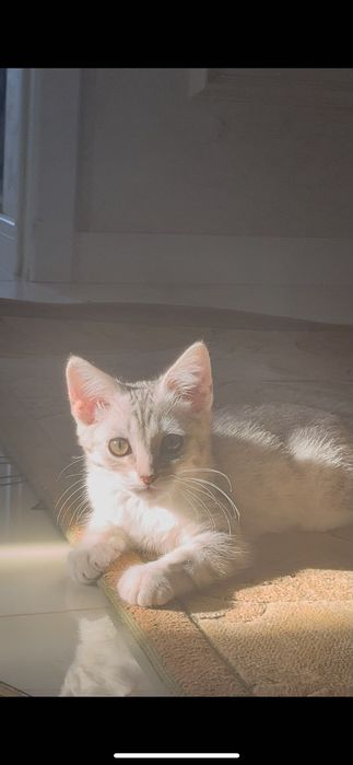 Кошка шотландская