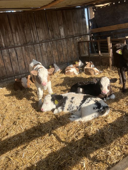 10 vitei disponibili