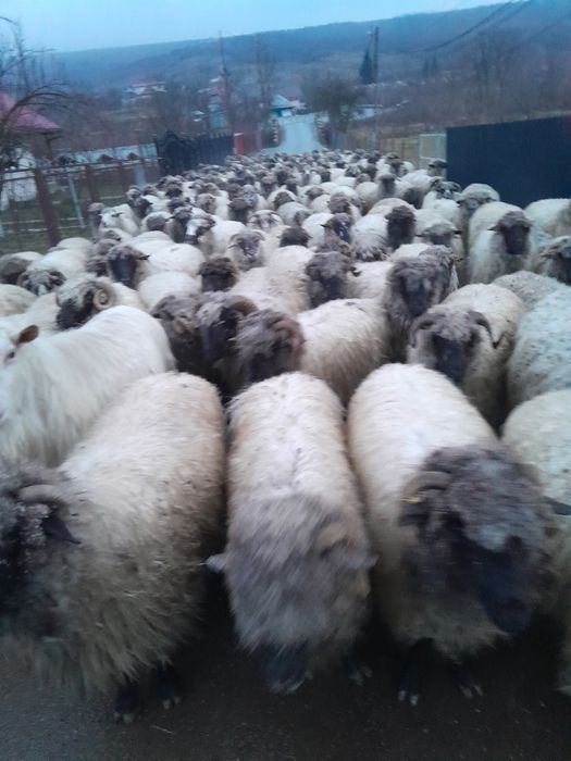 Vând oi bucălăi, tinere