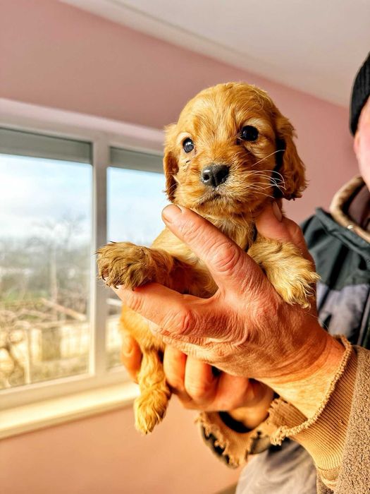 Продавам кокер шпаньоли