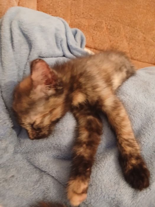 Отдам котят в добрые руки