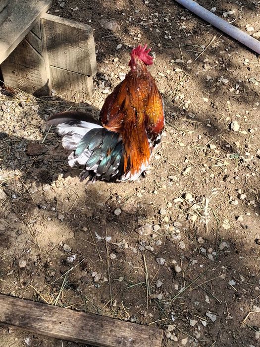 Vind cocos mii de flori