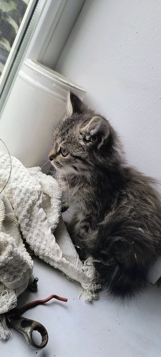 Отдам котенка Девочку в добрые руки
