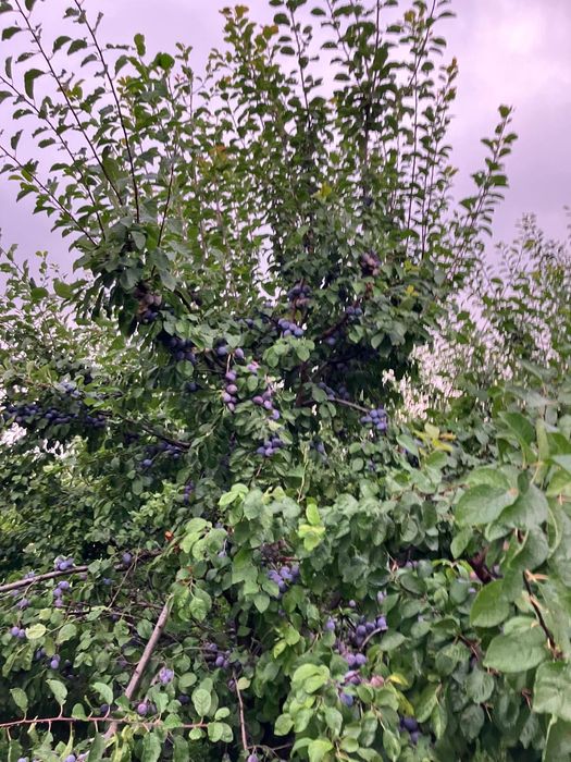 Prune de vânzare CENTENAR