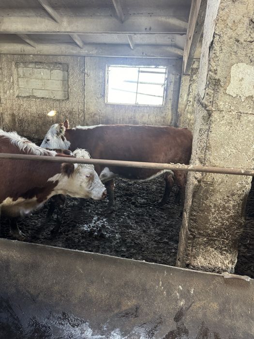 Коровы белоголовой породы