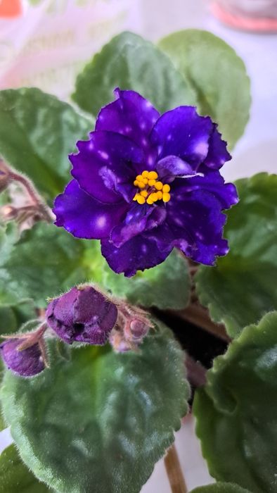 Продам комнатные Фиалки