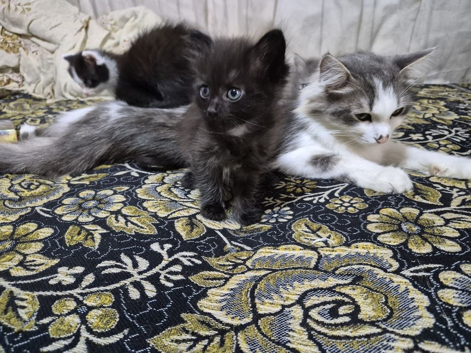 Отдам котенок добрая хорошая