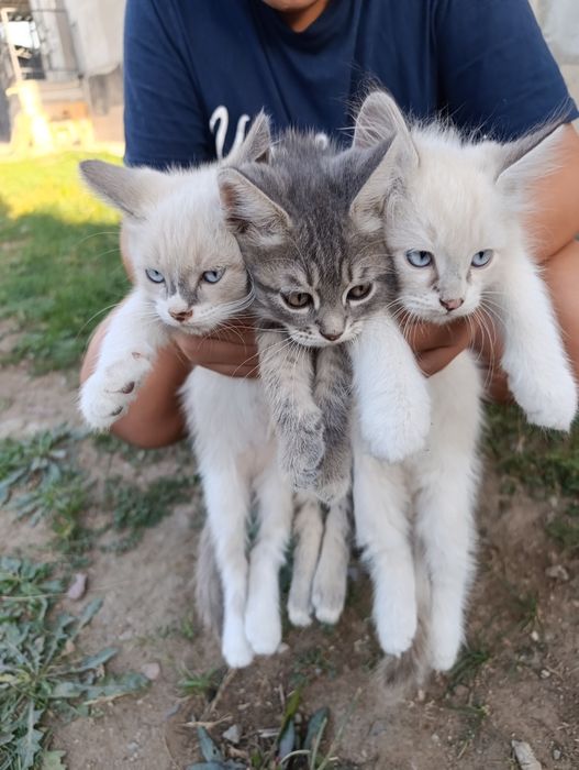 Отдам котят в добрые руки