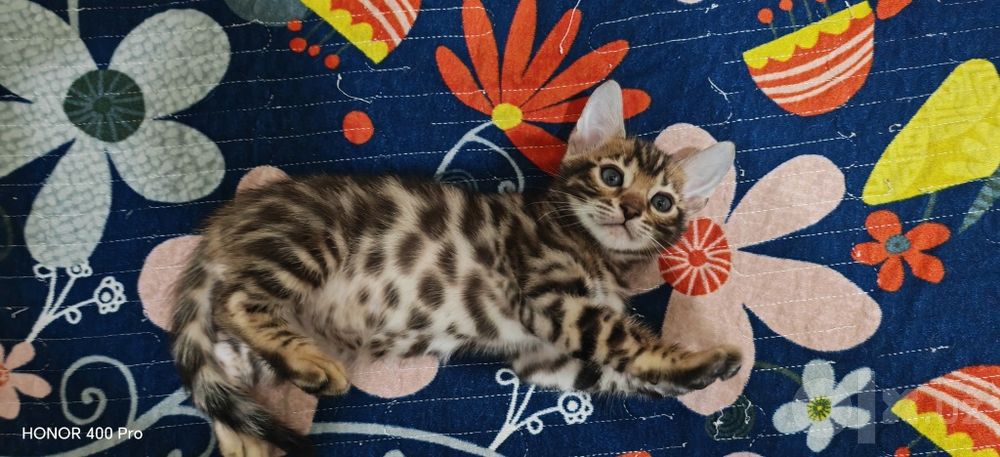 Бенгальские котята