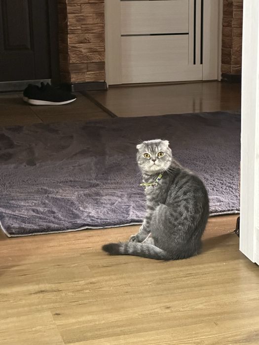 Отдадим в добрые руки Кошечку