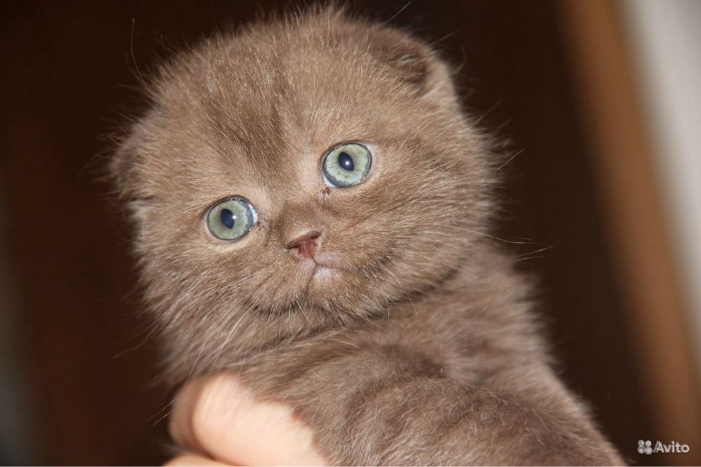 шоколадные вислоушки котята