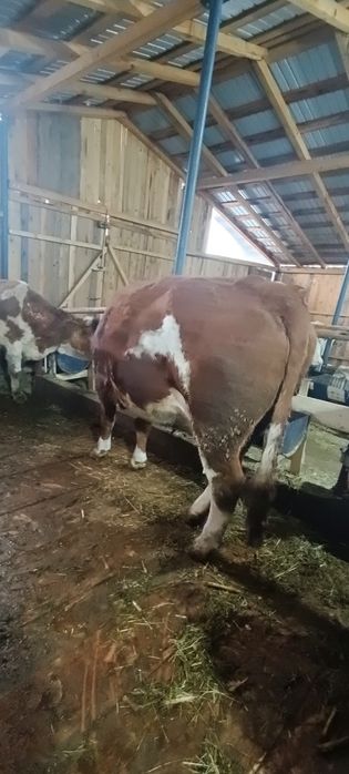 Vind vaca baltata romineasca la a doua fatare