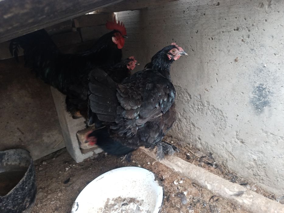 Qora tovoqlar sotiladi