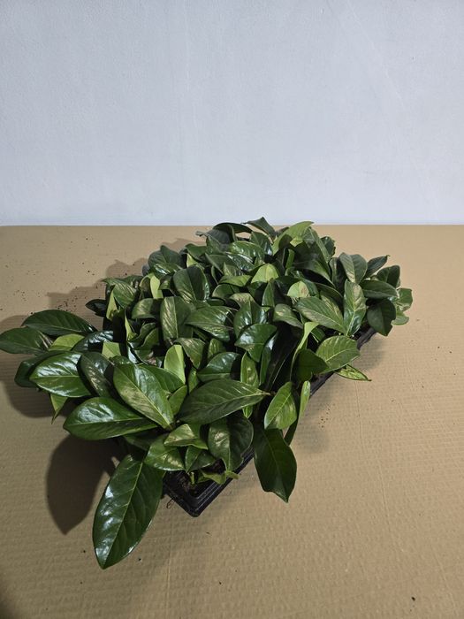 Laur Englezesc Novita 5-10cm , Alveolă