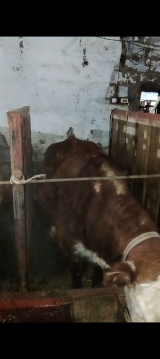 13 бас  буаз сыйрлар сатылады