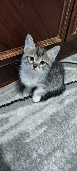 Котенок, девочка