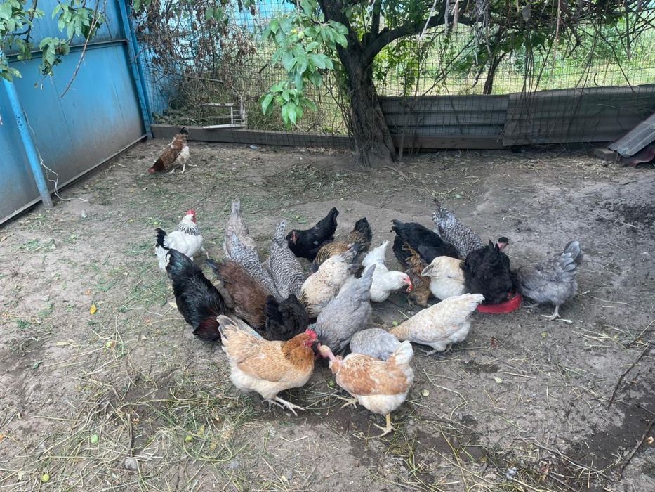 Продам Домашних курей