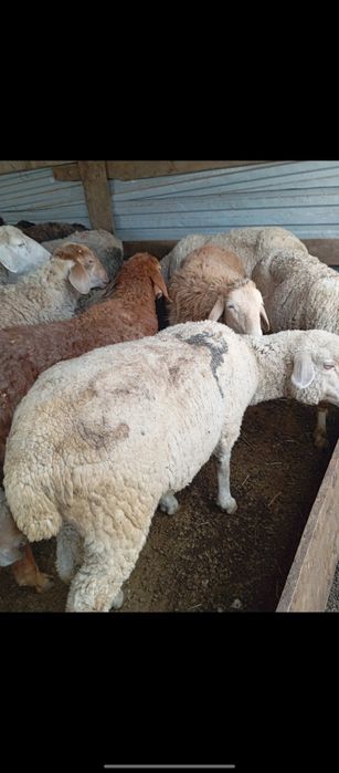 Кой тусак токты семіз сатылады