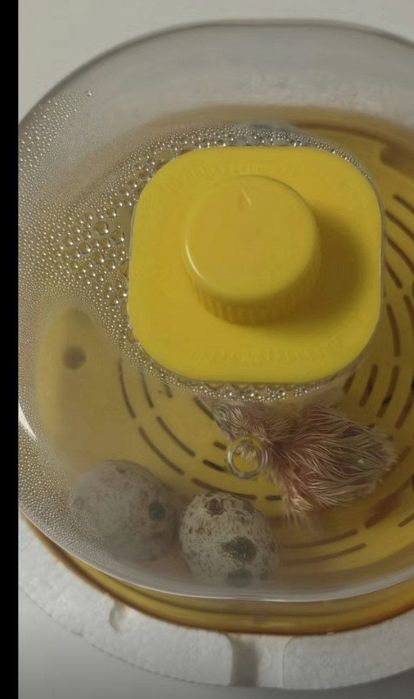 Mini inkubator sotiladi