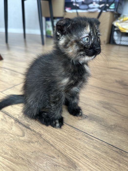 Отдам котенка беспл
