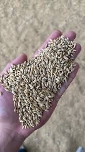 Продам ячмень пшеницу отруби овес
