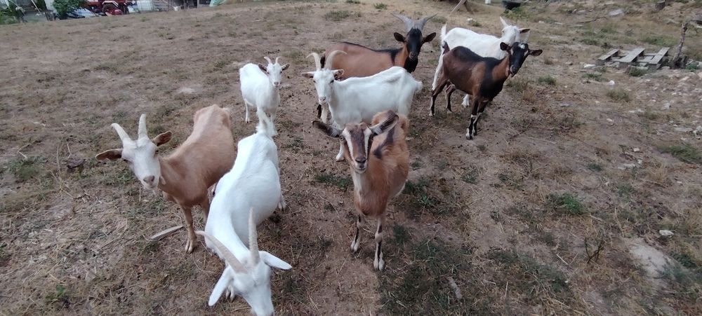 Capre de vânzare sau schimb cu oi