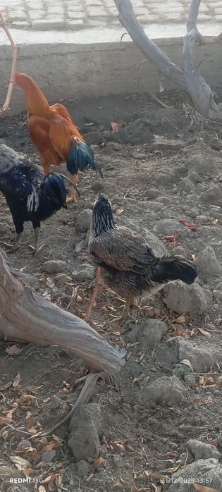 Xonaki tovuq sotiladi