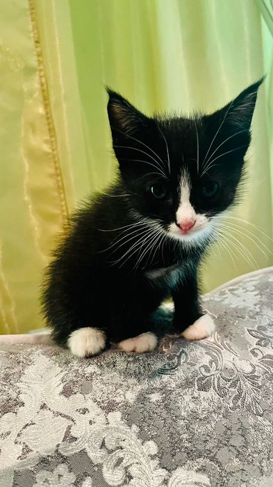 Отдам котят в добрые руки