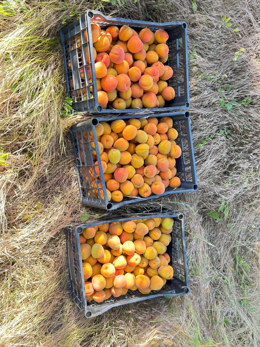 Продава се Земеделски имот в с. Чернолик, Област Силистра -  кв.м за 281 €/дка - Снимка #8