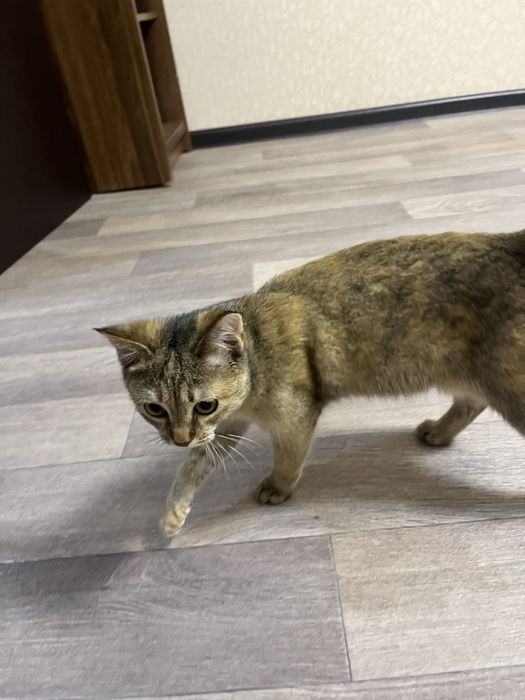 Отдам двух кошечек