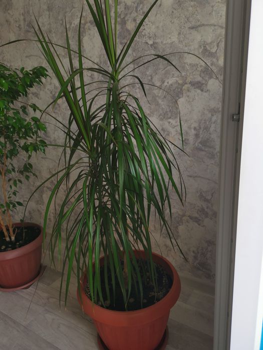 Продам комнатные растение