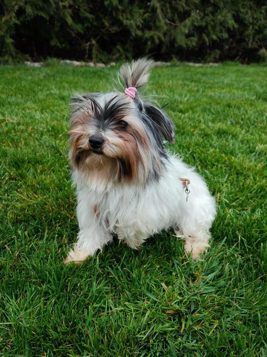 Йоркширски териер-Бивер