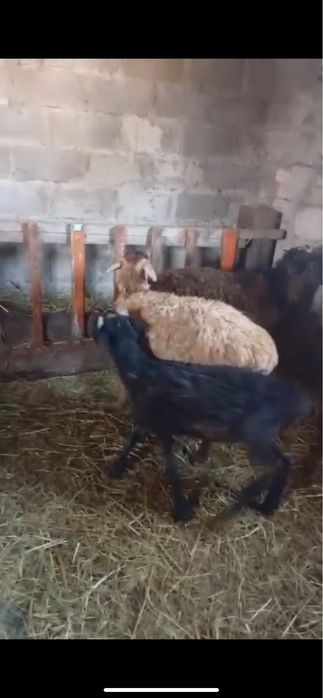 Продам 2 барана и 1 маленького барашка