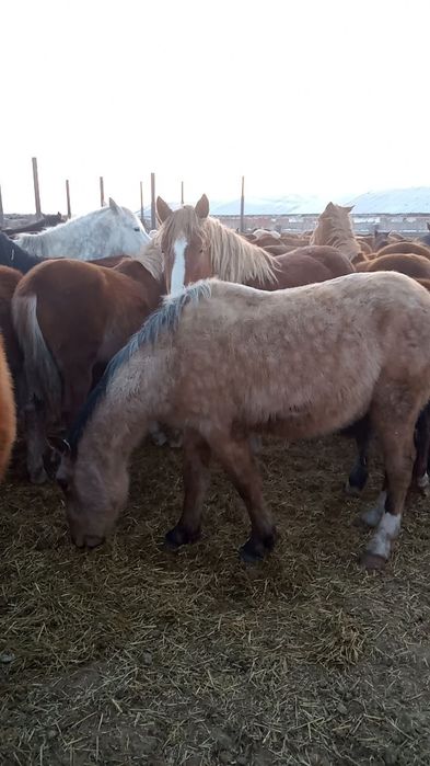 Лошади) кунан, байтал.