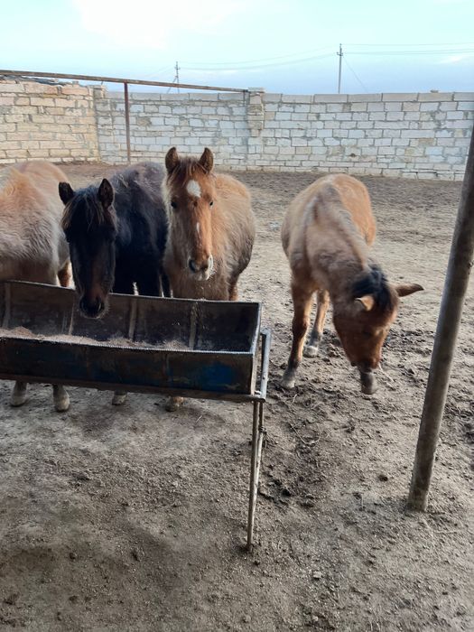 Жылқылар сатылады