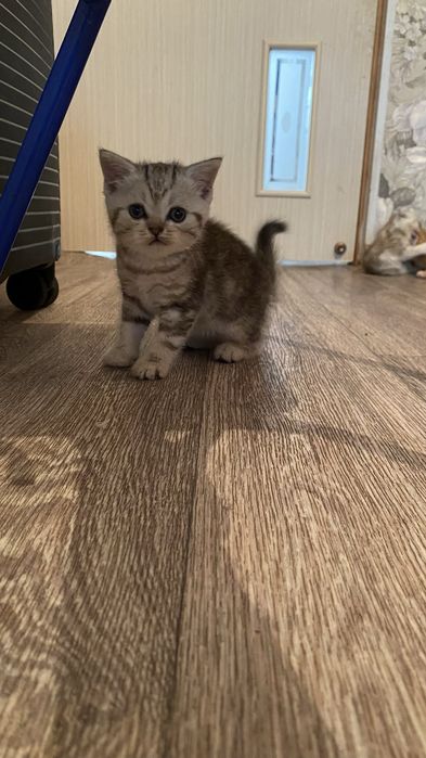 Шотладские котята