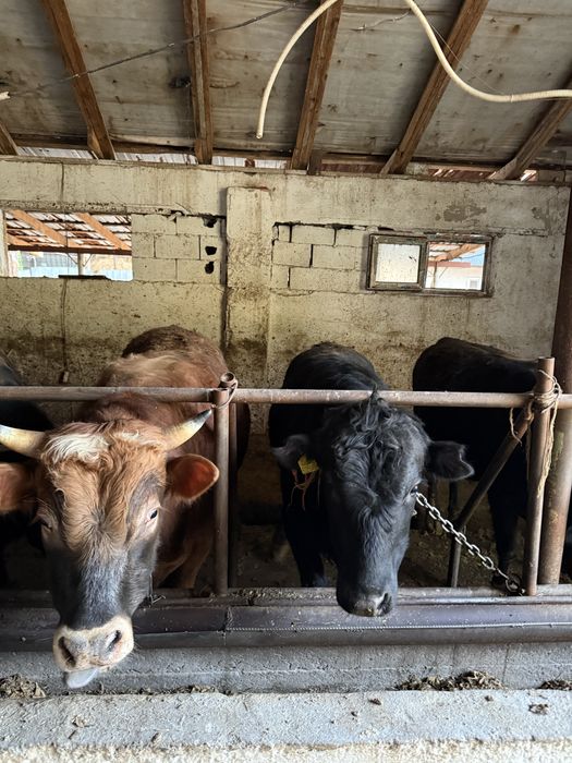 Продаются бычки Откорм