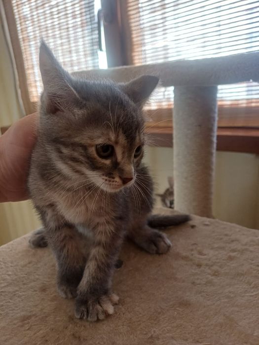 Котята 1,5 месяц бесплатно