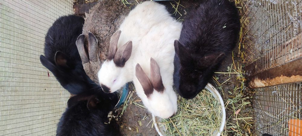 3-4 oylik quyon bolalari sotiladi