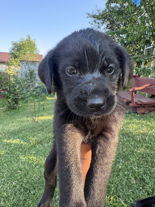 Labradori catei pui