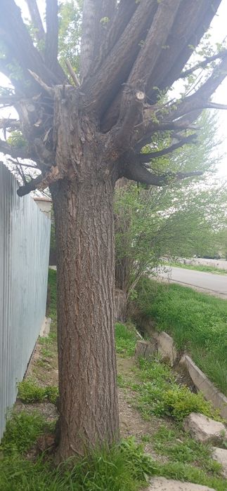 Бесплатно кара агаш   район талчек