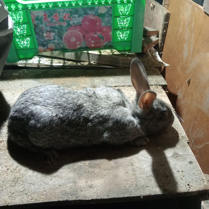 Продам кроликов крольчат крупных