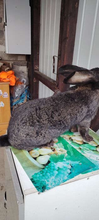 Vând iepuroaică UG