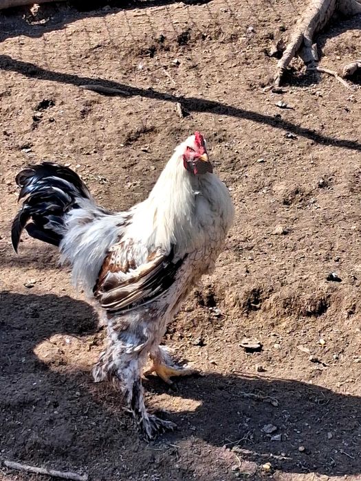 Cocos Brahma 2025